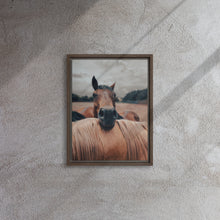 "Resting Horse" Wooden Framed Canvas