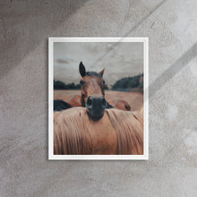 "Resting Horse" Wooden Framed Canvas