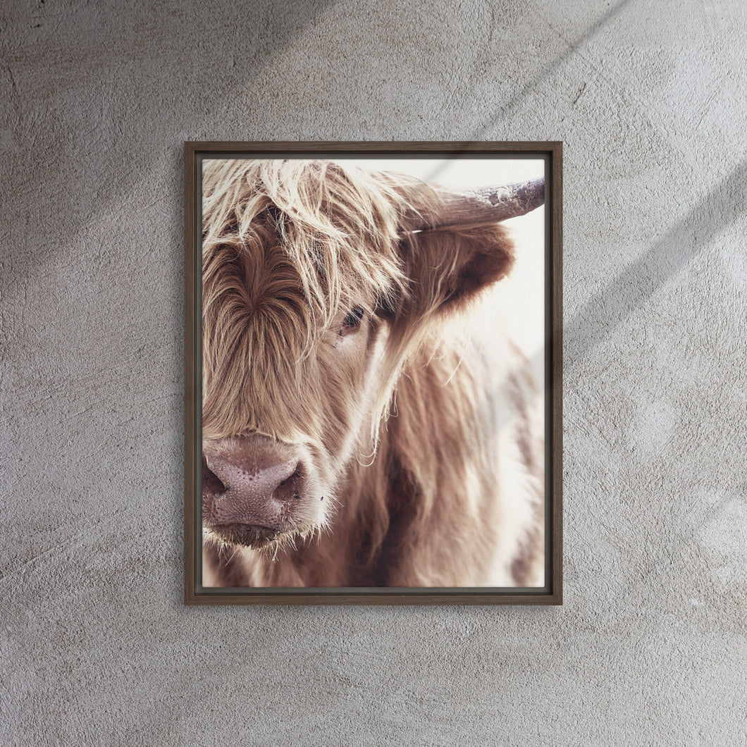 Highland Cow Wooden Framed Canvas – The Broken Plank Photo Boards & more